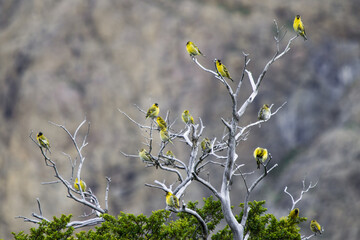 aves sobre el arbol