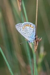 Lycaenidae / Çokgözlü Mavi / / Polyommatus icarus