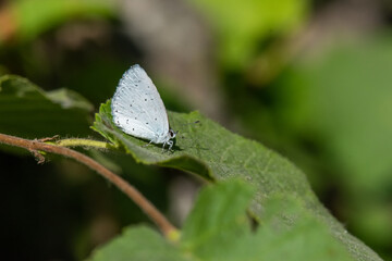 Lycaenidae / Kutsal Mavi / / Celastrina argiolus