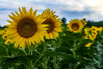 Sunflowers in the field
