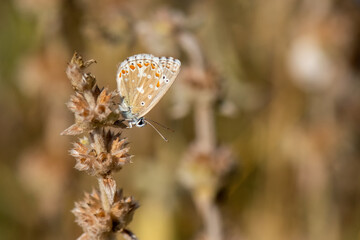 Lycaenidae / Çokgözlü Anadolu Çillisi / Anatolian Chalk-hill Blue / Polyommatus ossmar