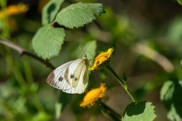 Pieridae / Küçük Beyazmelek / / Pieris rapae