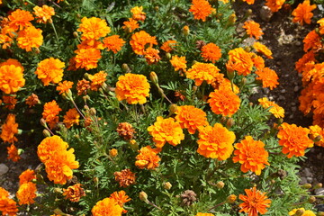 マリーゴールド