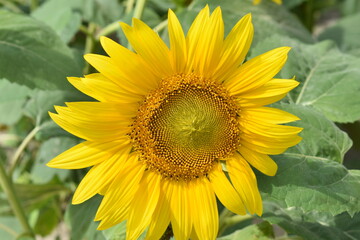 Naklejka premium 向日葵