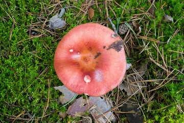Red Russula  mushroom