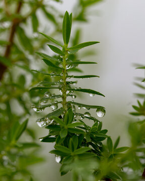 Green leaf with drops of water