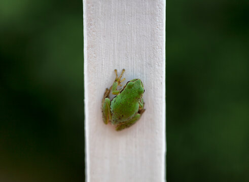 Close up of frog hanging on white spindle of outdoor wooden deck