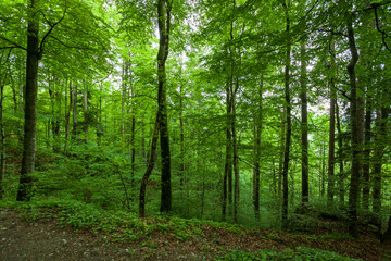 Fototapeta na wymiar forest europe