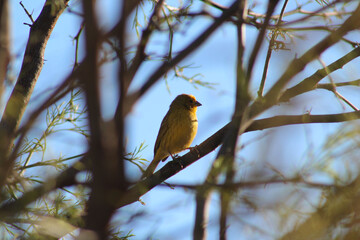 Close-up of yellow bird perched on a branch of a tree.
