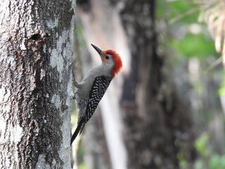 red woodpecker on a tree