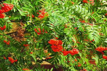 Rowan tree in the late summer. Bunches of red rowan berry. Mountain ash