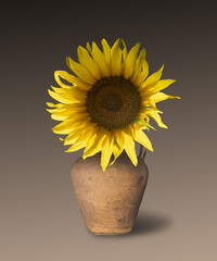 Single beautiful yellow sunflower in vase. Autumn still life.