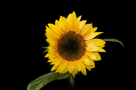 Beautiful sunflower close up, isolated on black background