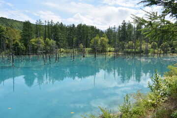 Obraz premium 北海道の青い池