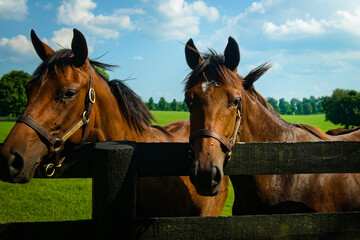 A pair of horses looking over a fence