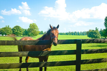 Horse looking over a black board fence