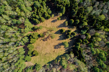A glade in a mixed forest from a height, aerial view