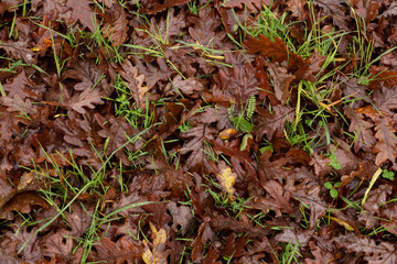 brown leaves in the floor, penha portugal