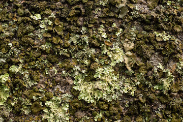 moss in old tree, penha guimaraes