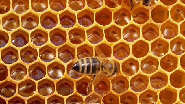 Bees swarming on honeycomb, extreme macro footage. Insects working in wooden beehive, collecting nectar from pollen of flower, create sweet honey. Concept of apiculture, collective work. 4k.