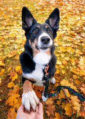 Pies na jesiennym spacerze w parku. Psiak siedzi na przeciwko fotografa i podaje łapę. Zdjęcie...