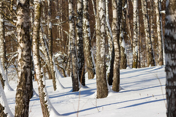 Snow-covered birch grove on a winter day