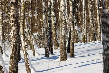 Washable wall murals Birch grove Snow-covered birch grove on a winter day