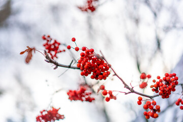 カナダ、ブリティッシュコロンビア州、ケロウナの観光名所を旅行する風景 Scenes from a trip to the sights of Kelowna, British Columbia, Canada 