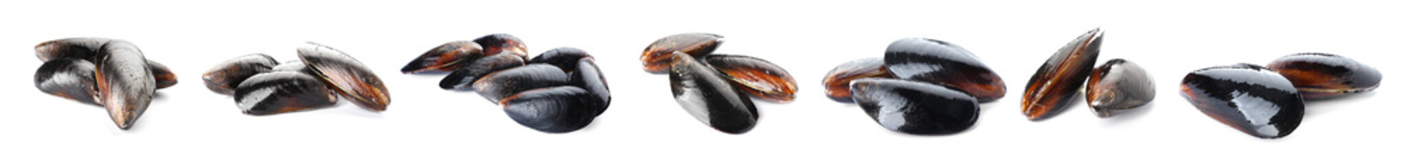 Set of fresh mussels on white background