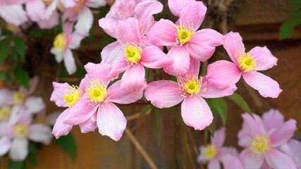 Clematis Montana flowers ( Clematis Elizabeth) close up. Also known as Mountain Clematis, Himalayan or Anemone Clematis.