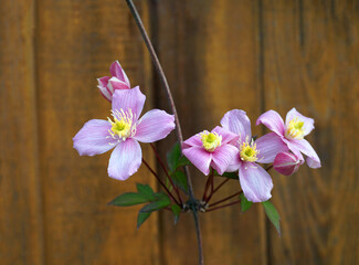 Clematis Montana flowers ( Clematis Elizabeth) close up. Also known as Mountain Clematis, Himalayan or Anemone Clematis.