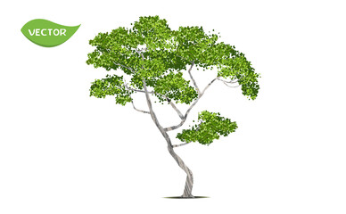 Obraz premium Isolated green tree on white background. Single tropical tree in vector illustrative. Concept for landscaped decoration of tree in garden and architectural design
