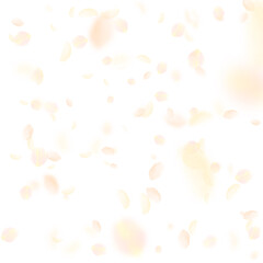 Yellow orange flower petals falling down. Fantasti