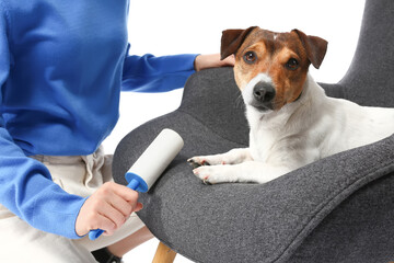 Young woman cleaning armchair with cute dog on white background