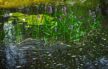 Lily Pad on the river in NJ