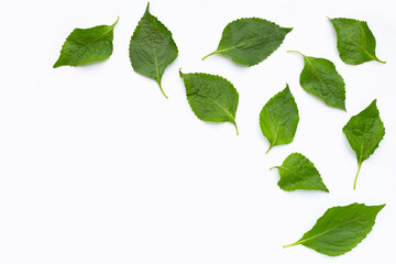 Tree Basil leaves (Ocimum gratissimum) on white background.
