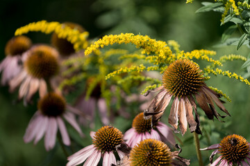 echinacea and goldenrod in a tangled garden