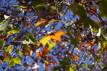  autumn leaves