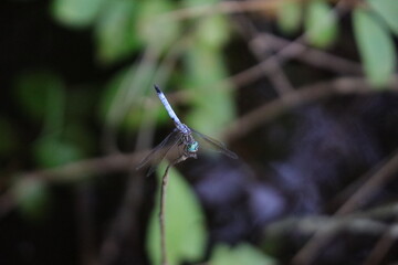 dragonfly on a stick