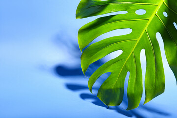 Naklejka na ściany i meble Fresh tropical palm leaf on color background, closeup