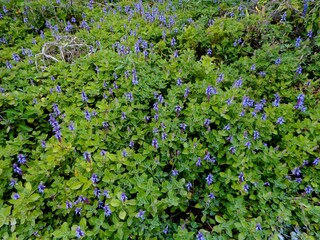 planta flor boldo rasteiro - plectranthus ornatus