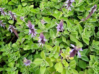 planta flor boldo rasteiro - plectranthus ornatus