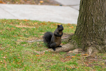 カナダ、オンタリオ州トロントの観光名所を旅行している風景 Scenes from a trip to a tourist attraction in Toronto, Ontario, Canada. 