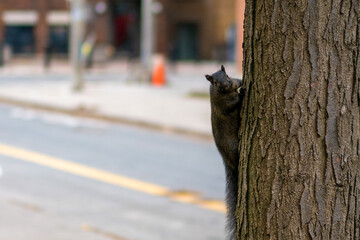 カナダ、オンタリオ州トロントの観光名所を旅行している風景 Scenes from a trip to a tourist attraction in Toronto, Ontario, Canada. 