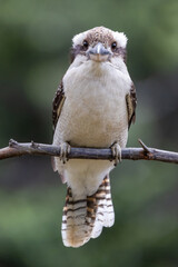 Close up of Laughing Kookaburra