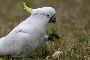 Sulphur-crested Cockatoo feeding on grass roots that it digs up with it's beak