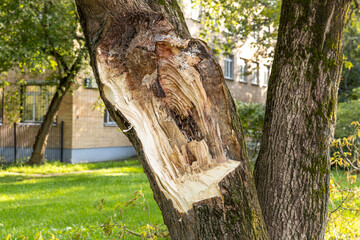 The place where the tree branch was broken. A branch broke off a tree during a storm. A storm...