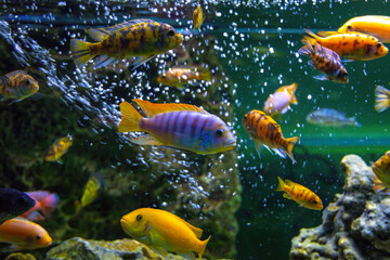 Fototapeta na wymiar Fish tank with many colorful African Cichlids from Malawi lake