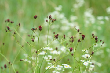 秋の訪れを知らせるワレモコウの可愛い花