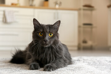 Cute grey cat at home